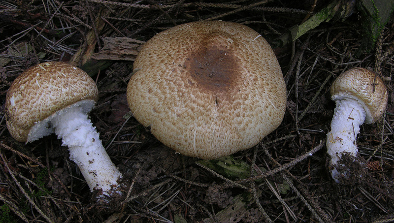 Agaricus augustus